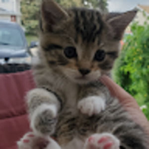 Meet your Posher, Fatima